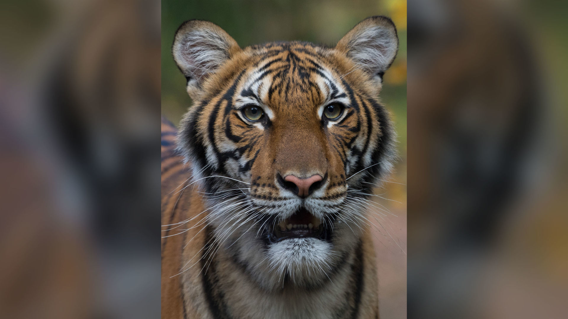 Bronx zoo tiger